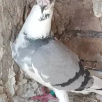 کبوتر پلاکی مسافتی