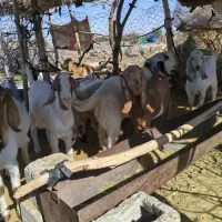 خروس و کهره|حیوانات مزرعه|فاریاب, |دیوار