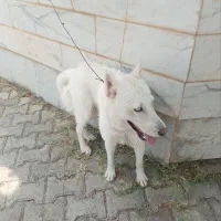 سگ هاسکی سفید ماده