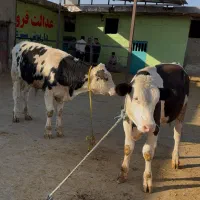 گوساله