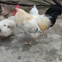 فروش خروس محلی چاق وسرحال