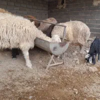فروش بره قوچ همو و.. شیشک ومیش گوشتی و داشتی