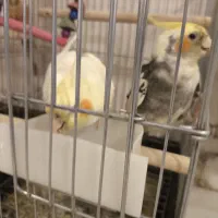 یک جفت عروس هلندی نر ماده سلامت بدون قفس