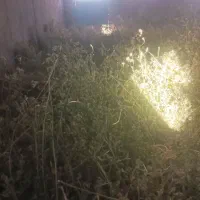 یونجه چیدن دومی خالص گول|عمده‌فروشی|خواجه, |دیوار