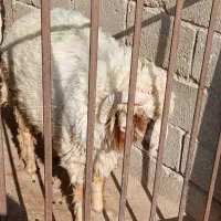 حیوانات مزرعه