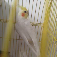 کوتوله . عروس هلندی و مرغ عشق|پرنده|مشهد, شهرک مهرگان|دیوار