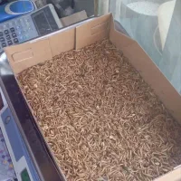 میلورم زنده و تازه