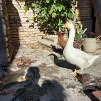 مرغ لاری با غاز