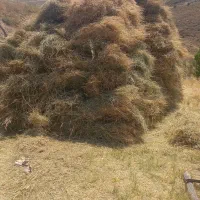 علوفه تازه