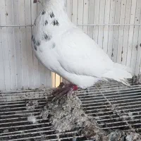 کبوتر|پرنده|مشهد, جوادیه|دیوار