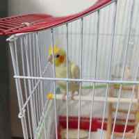 عروس هلندی نر