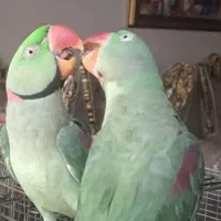 کشور گیرینچیک ملنگو راهب شاه طوطی سخنگو ضمانت ۵سال|پرنده|تهران, سلسبیل شمالی|دیوار