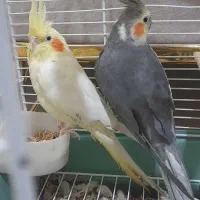 عروس هلندی|پرنده|بردسیر, |دیوار