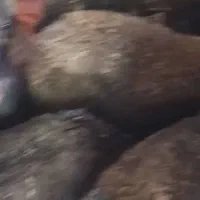 کاور بره