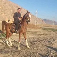 کیارش و طلاوش سیلمی های  زیبای پنج نشان|اسب و تجهیزات اسب‌سواری|شیراز, گویم|دیوار