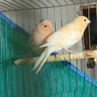 قناری نر مزایکی قددار مست