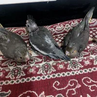 جوجه عروس هلندی|پرنده|چمران, |دیوار