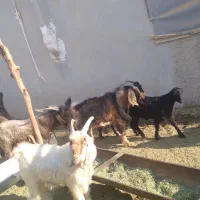 فروش کهره نر
