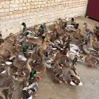 اردک سرسبز اخظیری مرغ غاز|حیوانات مزرعه|حمیدیه, |دیوار