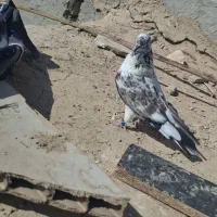 کبوتر گرفتنی|پرنده|هیرمند, |دیوار