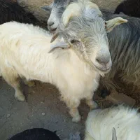 فروش کهره. چابش. و دوبرخوش ذات