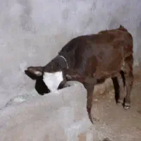 گوساله شیری