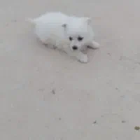 توله سگ پامر روباهی