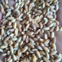 گندم نونی.  ومخصوص سمنو