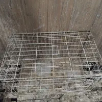 قفس کبوتر