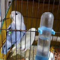 کوتوله نیمه دستی