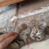 500 هزار تومن مژدگانی یابنده بچه گربه|گربه|شهرضا, |دیوار