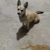 دزدیده شده یابنده مژدگانی ویژه|سگ|جم, |دیوار