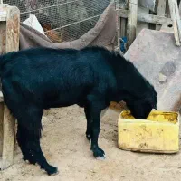 فروش چند عدد نری وقوچ شهری و چاق