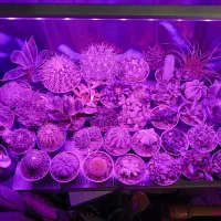 چراغ رشد گیاه