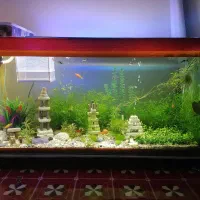 آکواریوم کاملا