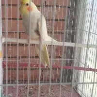 عروس هلندی نر|پرنده|گلبهار, شهر جدید گلبهار|دیوار