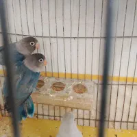 کوتوله|پرنده|سمیرم, |دیوار