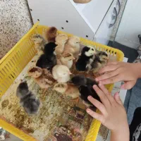 جوجه لاری یک روزه به بالا با عکس مولد گذاشتم