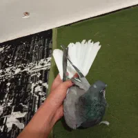 کفتر دوتا ماده بی‌نظیر