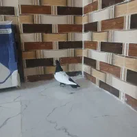 کفتر سینه سیاه