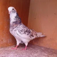 شازده هما سرور نر بدرد جوجه کشی