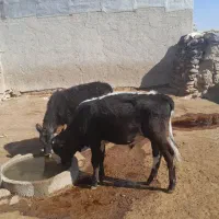 گوساله|حیوانات مزرعه|گل تپه, |دیوار