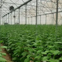 نیرو ماهر برای کار گلخانه سیفی جات