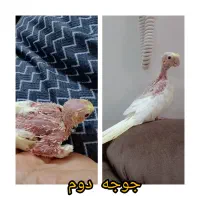 جوجه عروس هلندی لوتینو یک ماهه