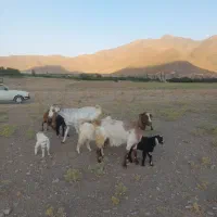 بز وبزغاله