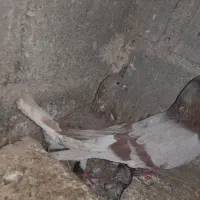 کفتر مامله  باغ محلی رودان