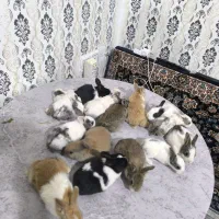 خرگوش کوچولو|موش و خرگوش|سنندج, |دیوار