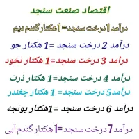 فروش نهال سنجد اصلاح شده صادراتی