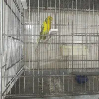 قناری رسمی بلند