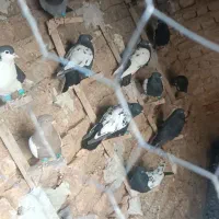 کبوتر|پرنده|مرودشت, نقش رستم|دیوار
